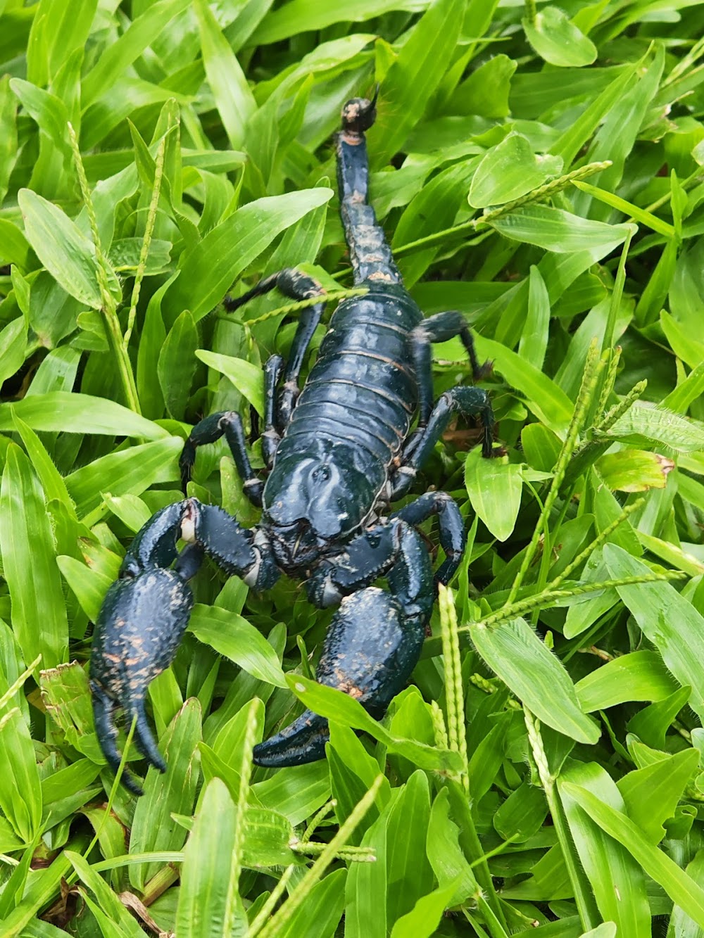 Khaoyai Jungle Tour and Photographer by Guide Jay