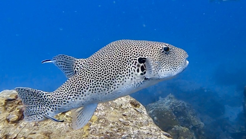Koh Kood Divers