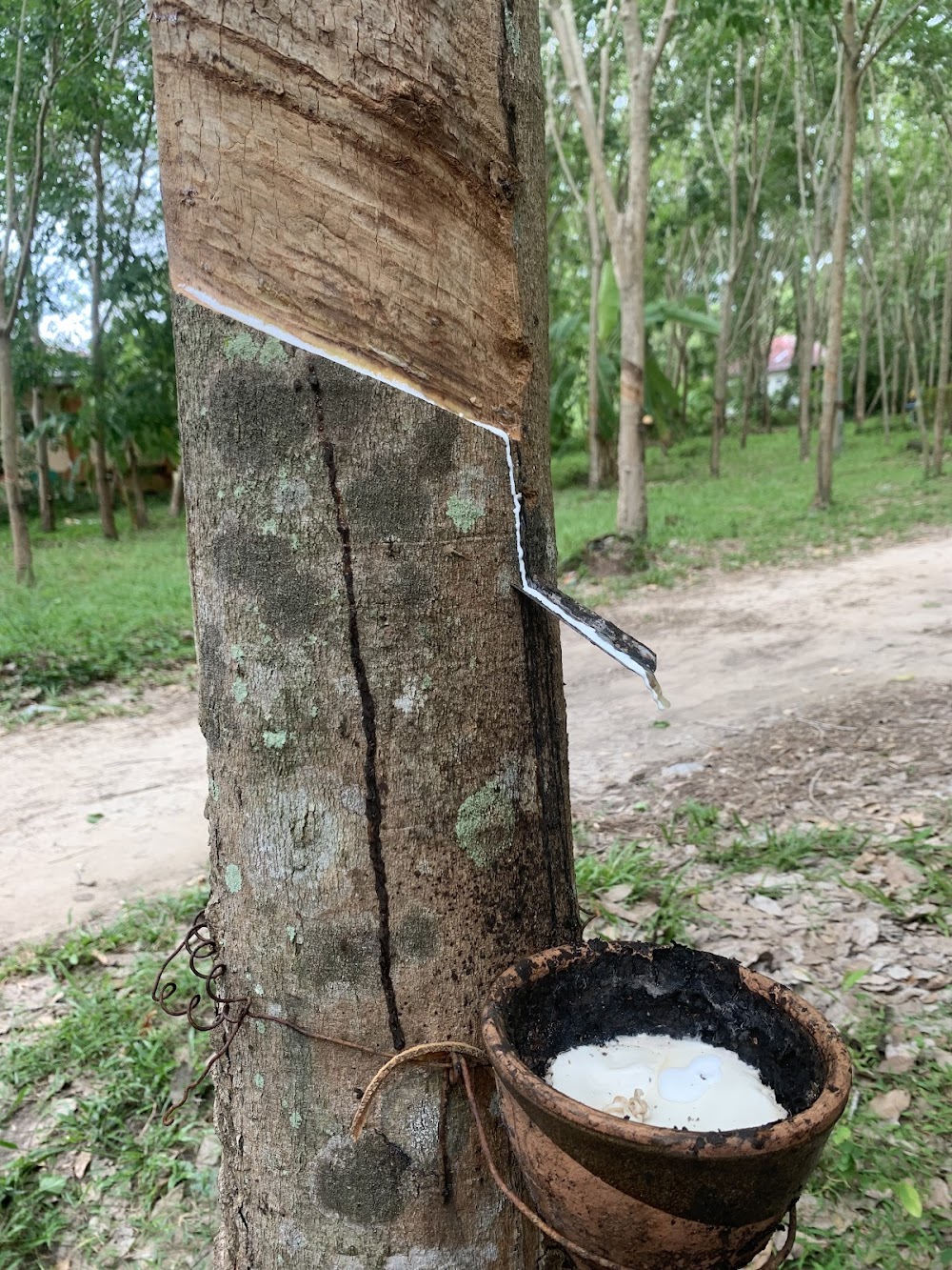 Koh Samui Bons Plans
