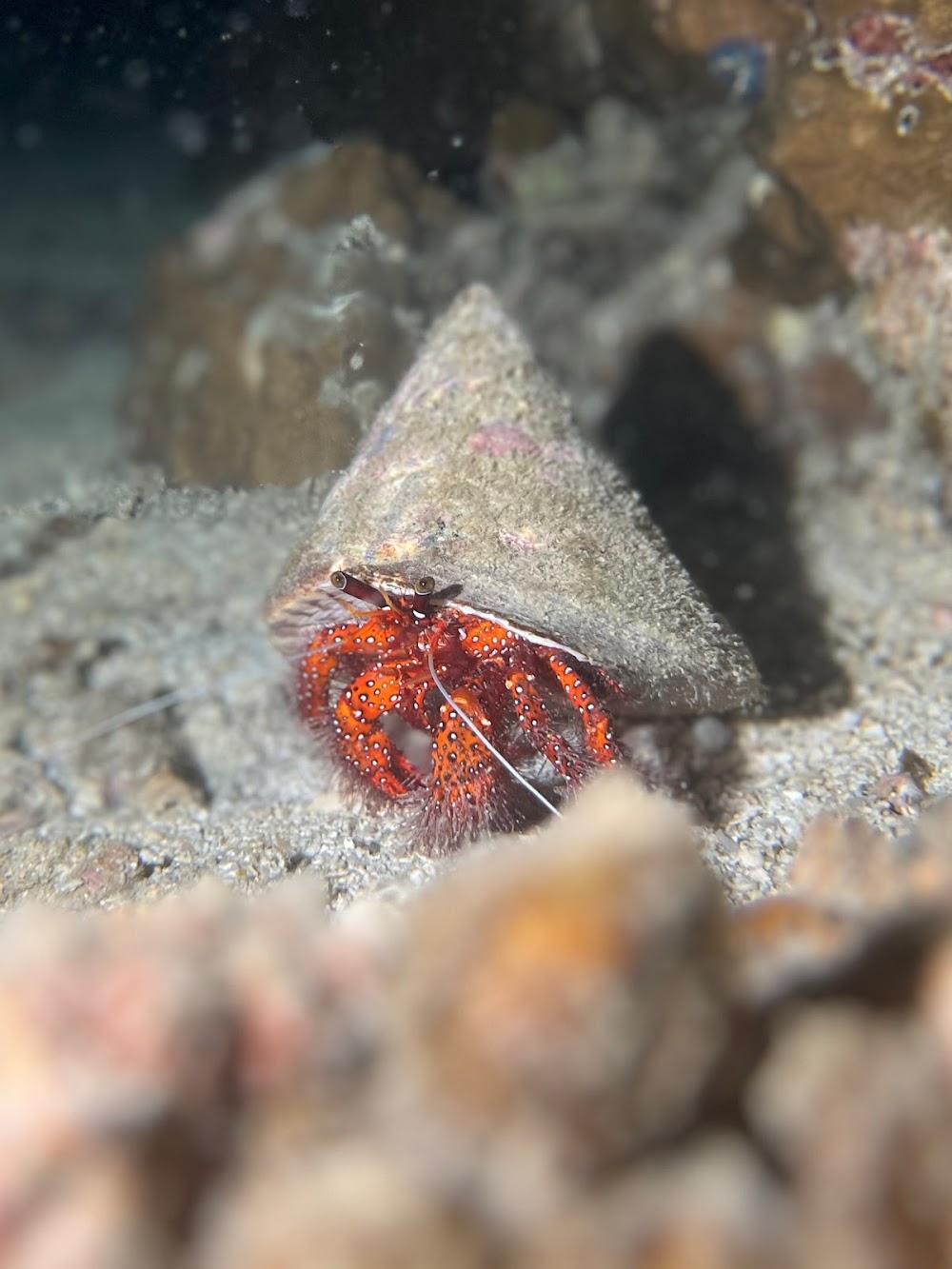 Koh Tao Divers