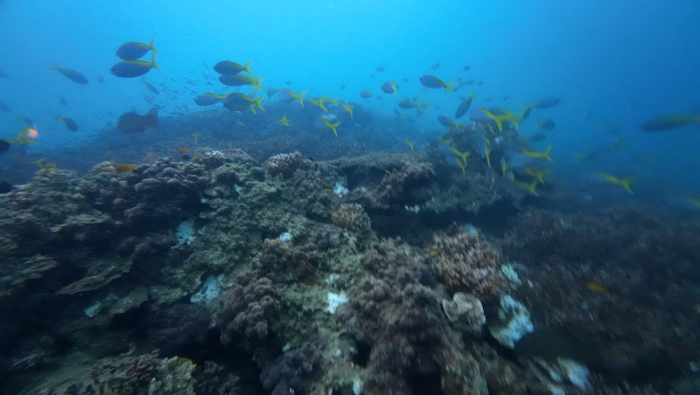 Koh Tao Dykskola – Day Diving