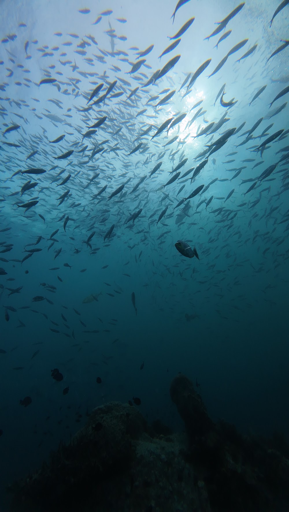 Koh Tao Scuba Club