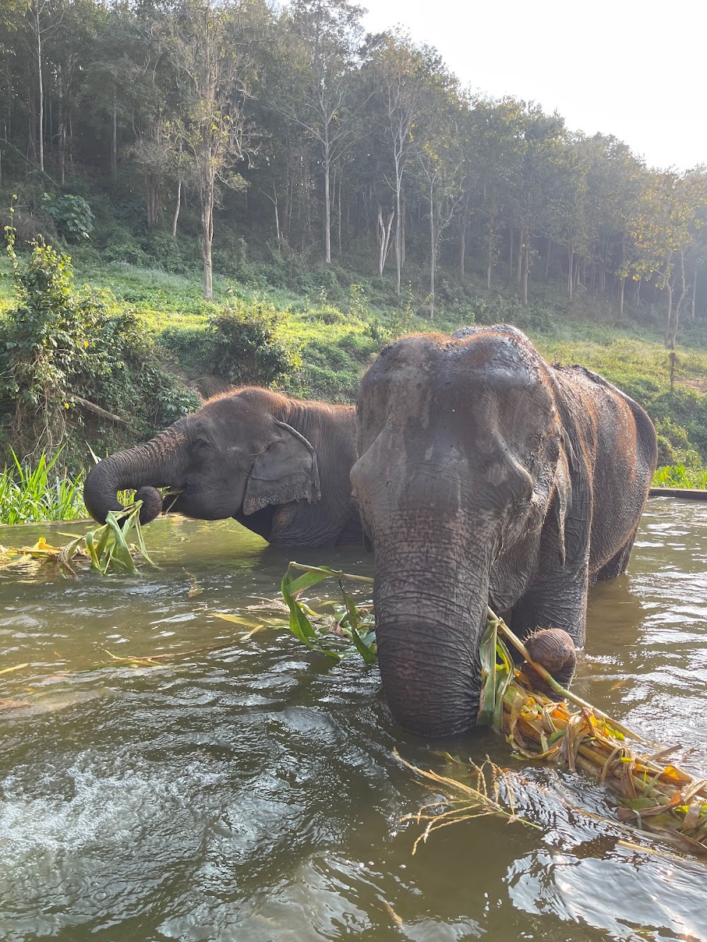 Lanna Kingdom Elephant Sanctuary