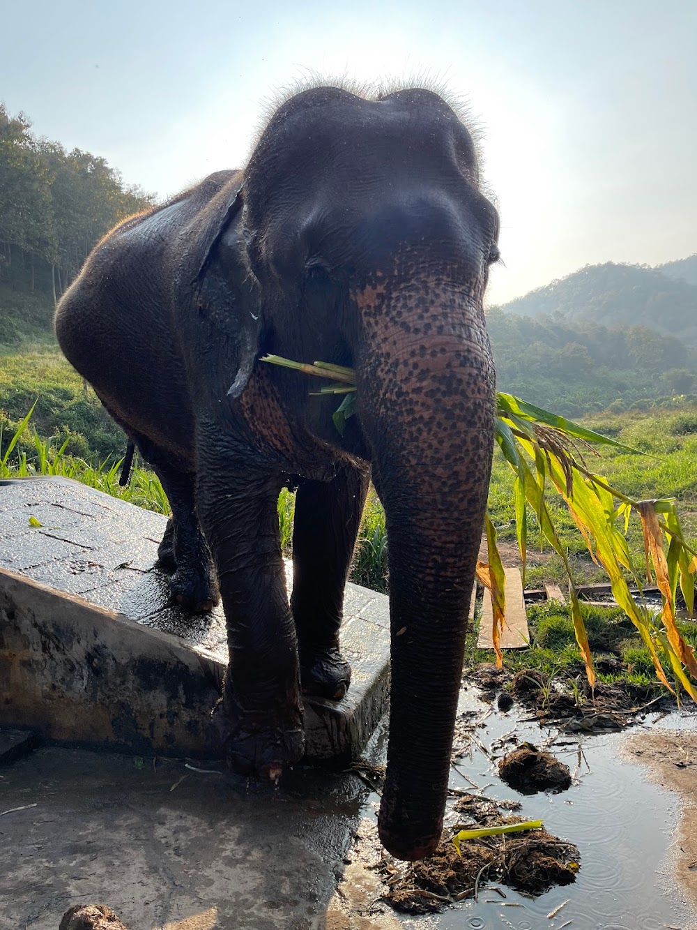 Lanna Kingdom Elephant Sanctuary