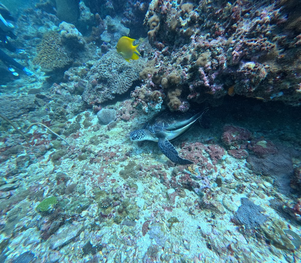 Leisure Dive Center