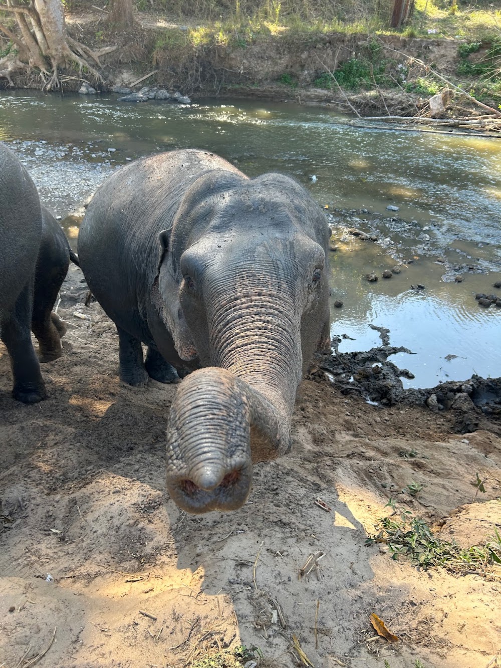 Living Green Elephant Sanctuary