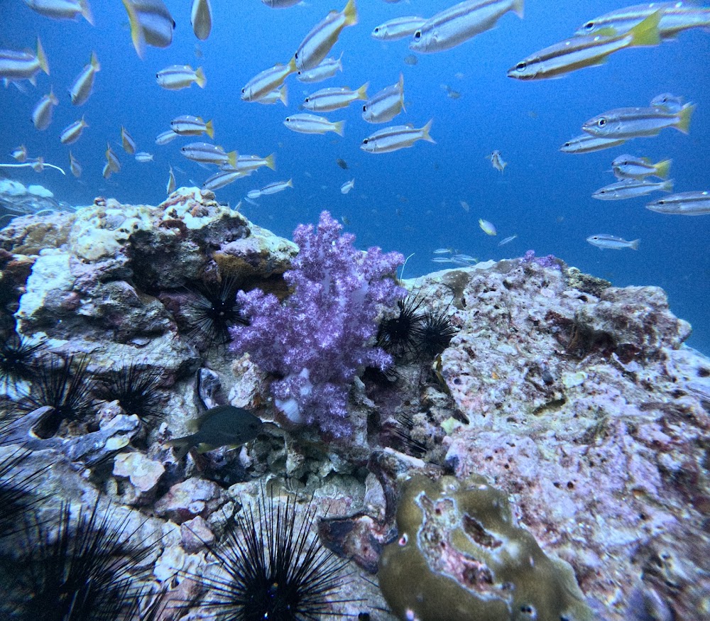 Love Diving Phuket