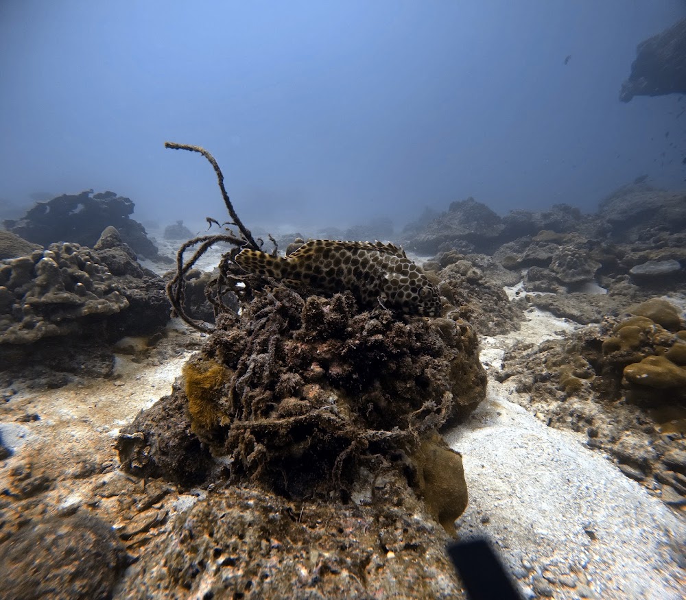 Love Diving Phuket