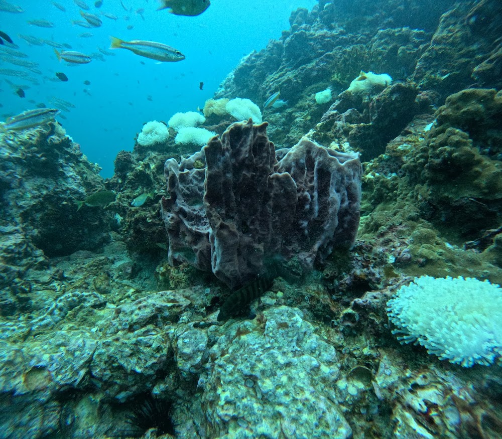 Love Diving Phuket