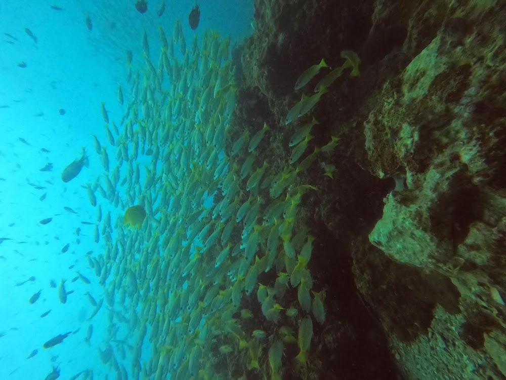 Love Diving Phuket