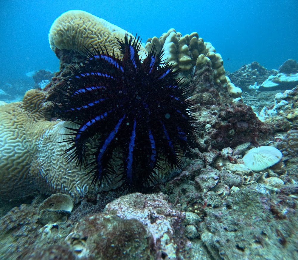 Love Diving Phuket