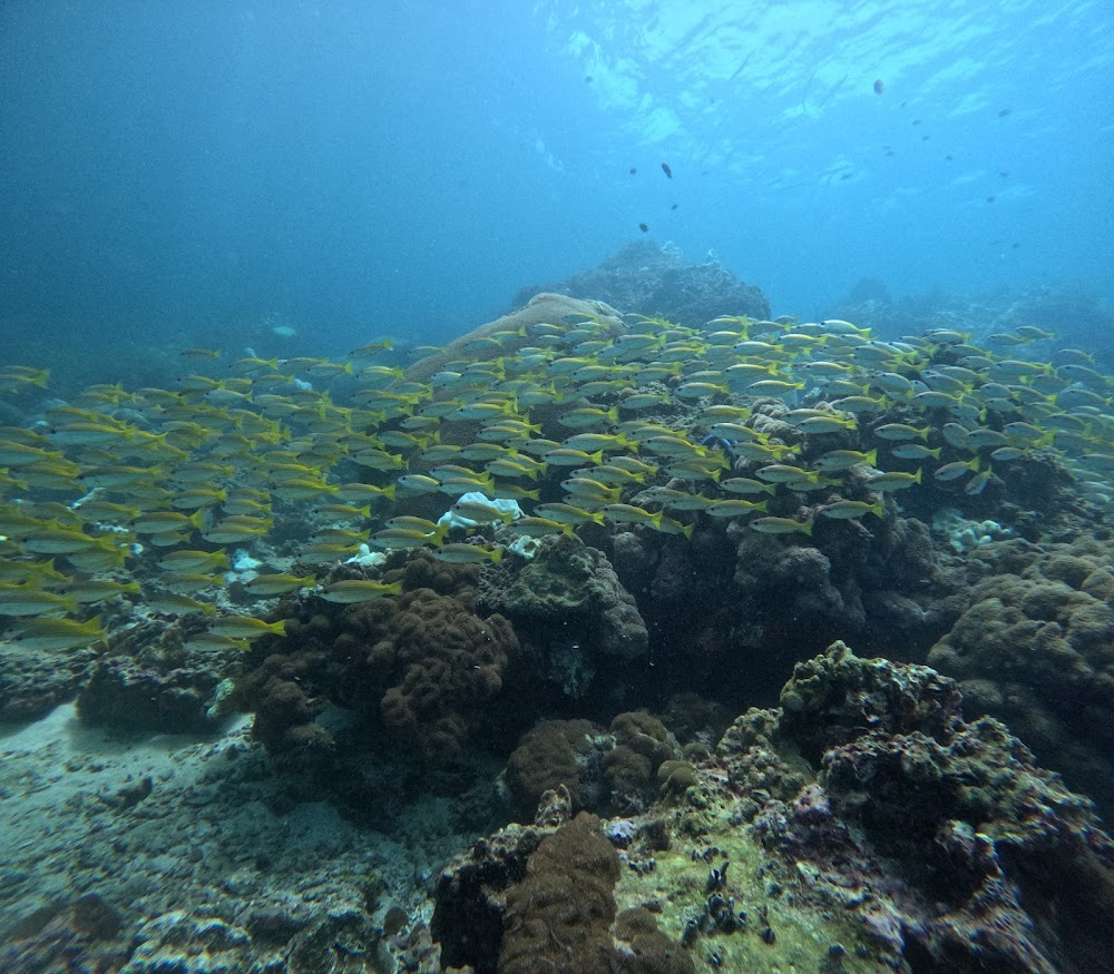 Love Diving Phuket