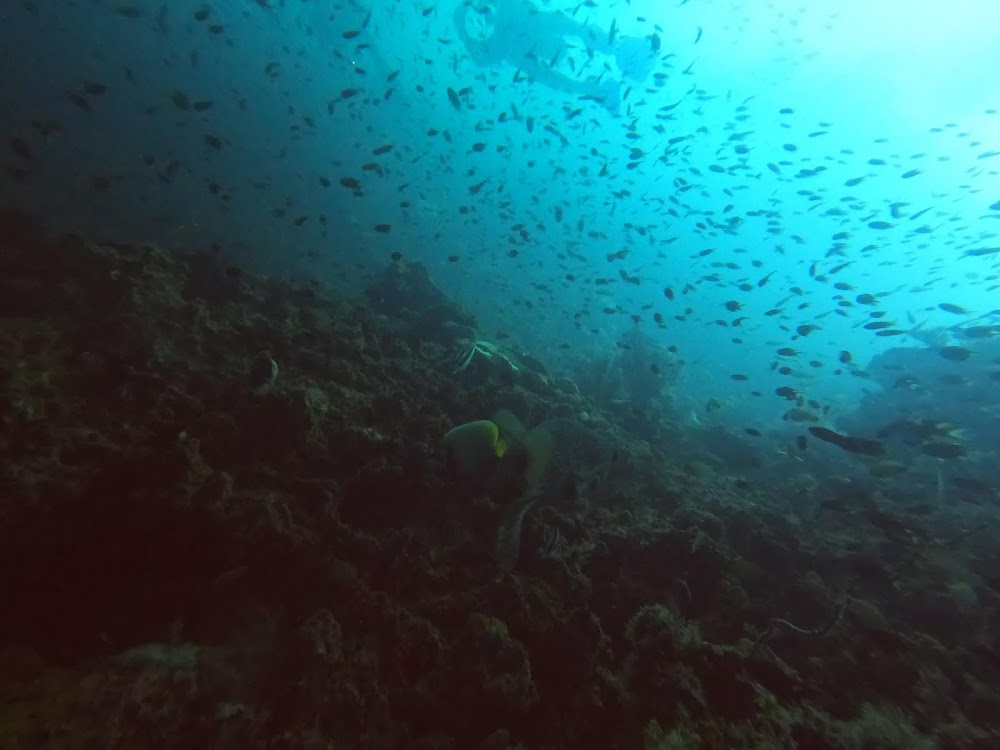 Love Diving Phuket