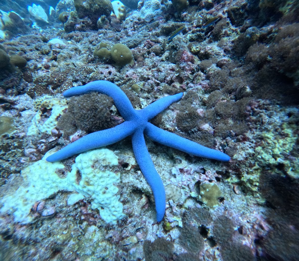 Love Diving Phuket