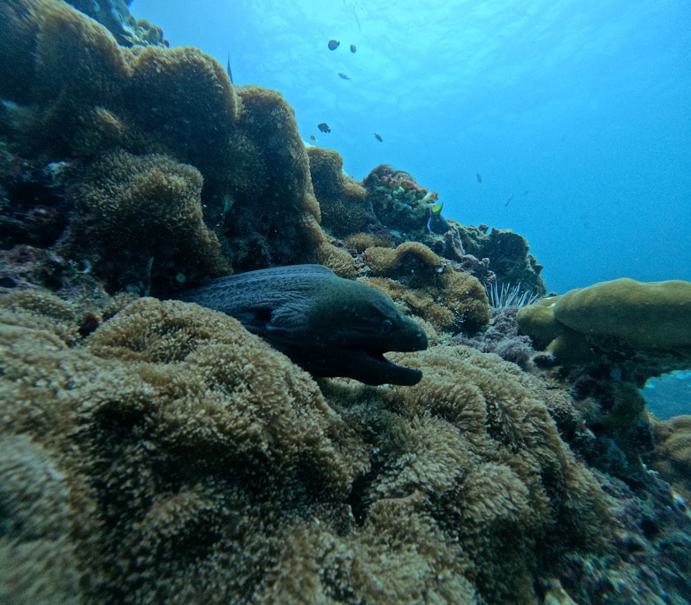 Love Diving Phuket