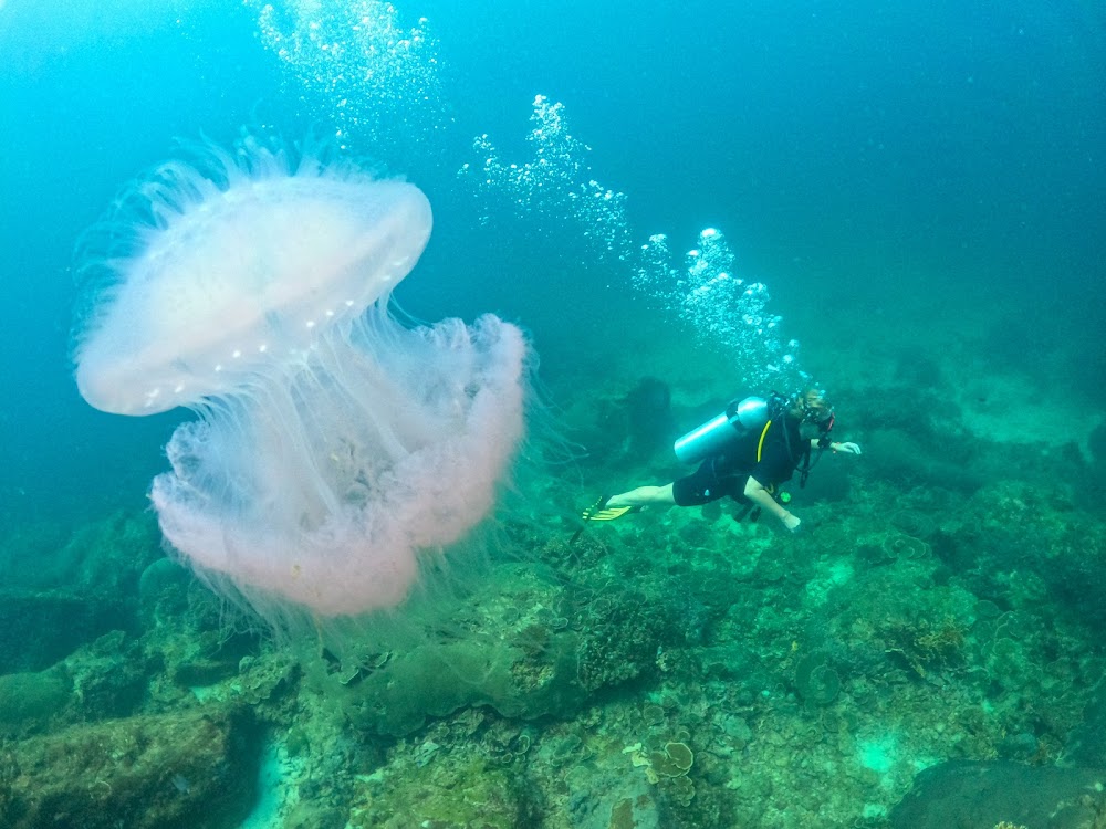 Mantaraydiving