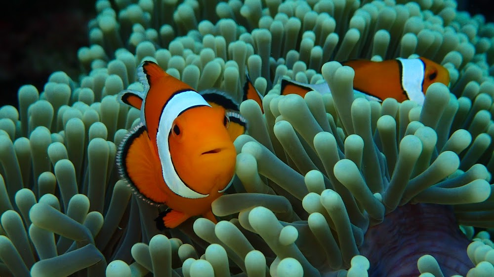 Mantaraydiving