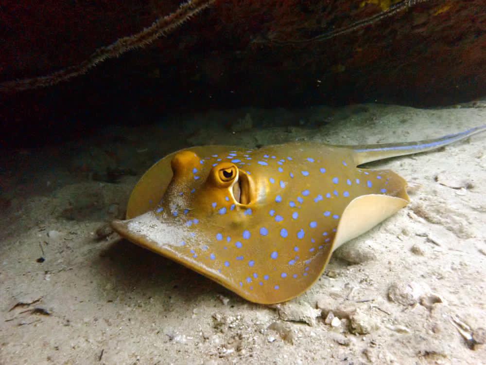 Mojo Divers