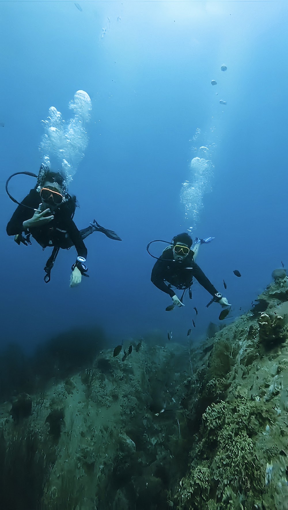 Mojo Divers