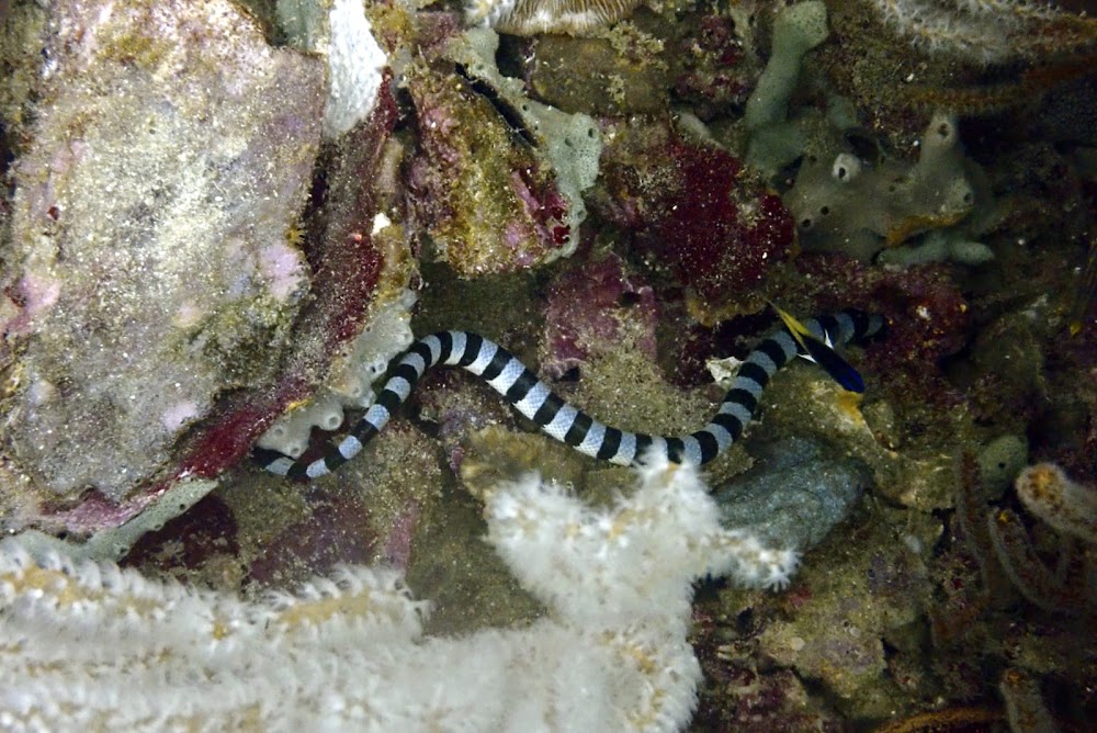 Mr. Dolphin Diving Krabi