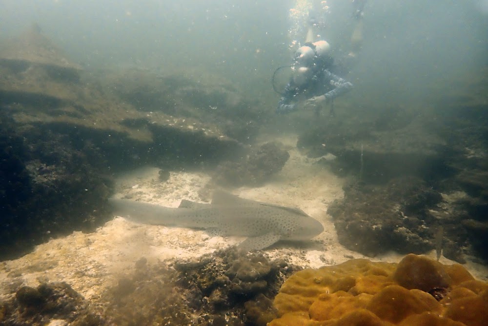 Mr. Dolphin Diving Krabi