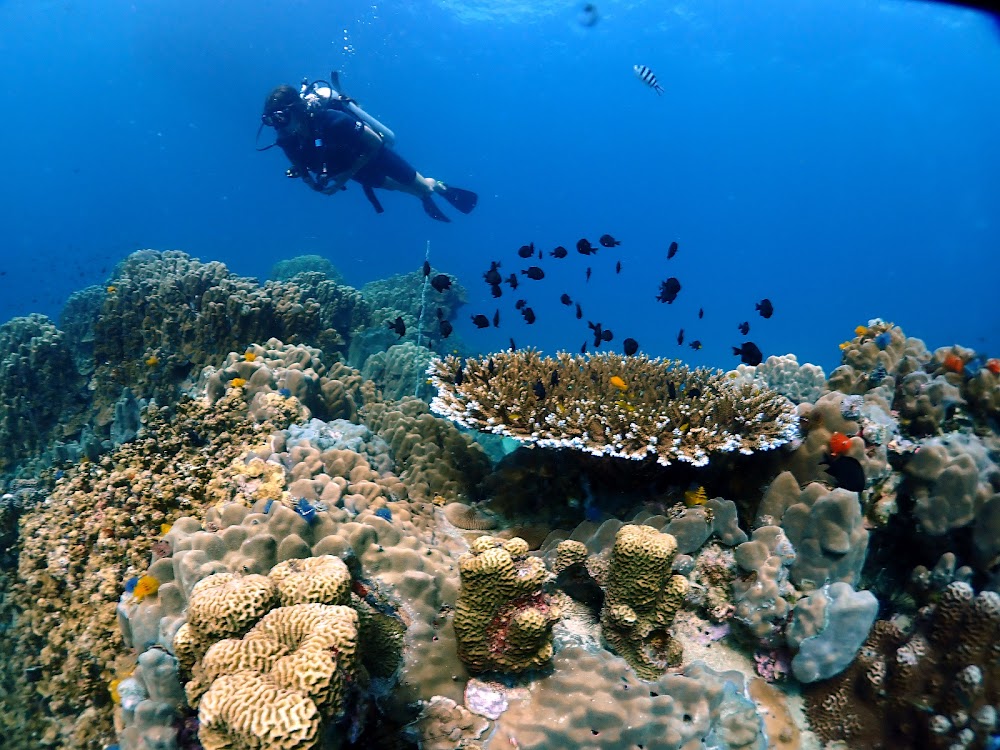 New Way Diving