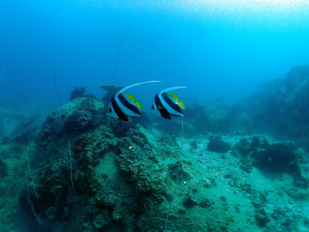 New Way Diving