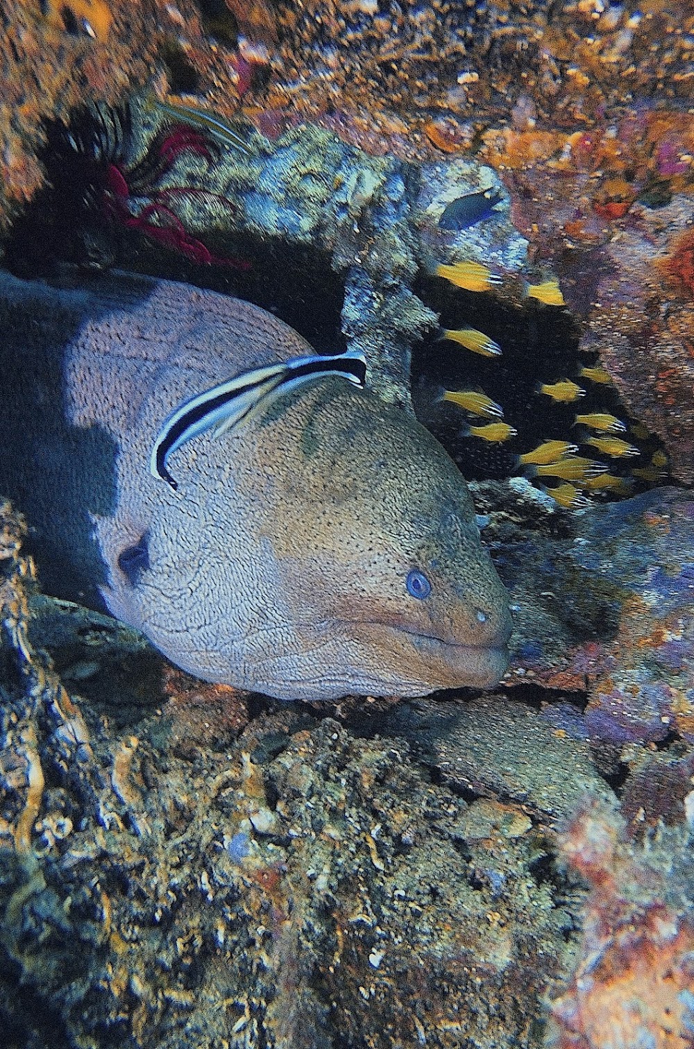 Nudidive