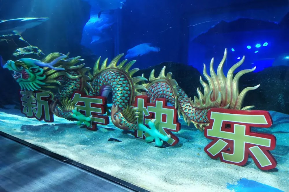 Ocean Seals