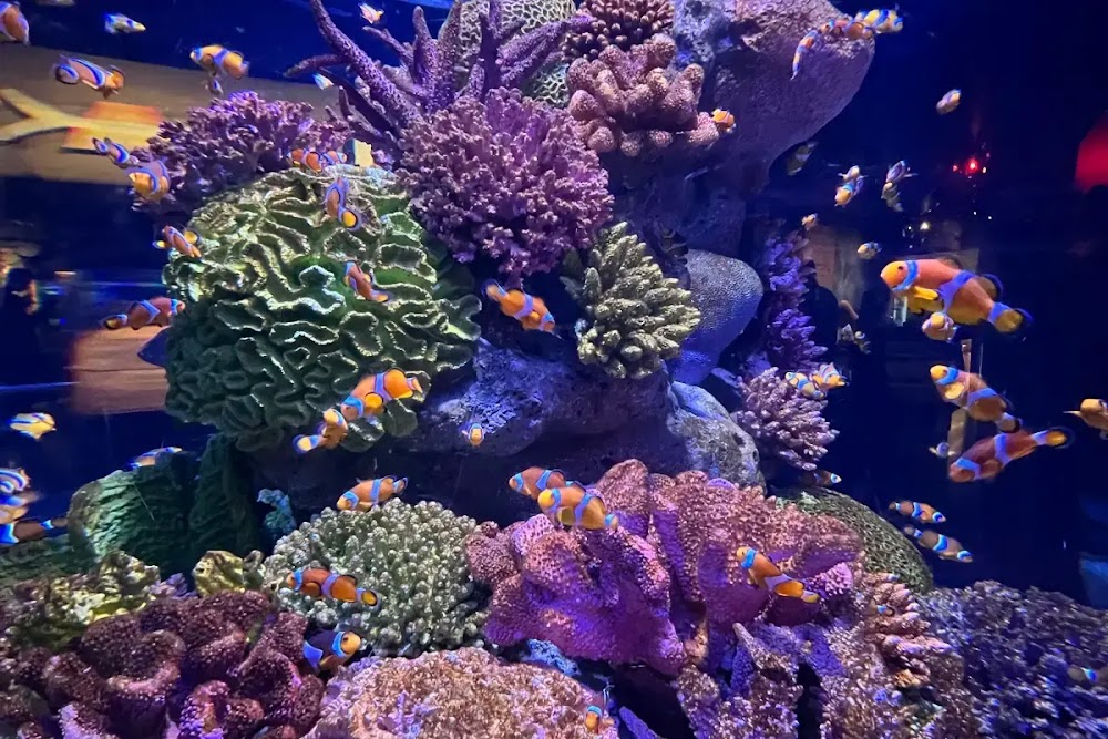 Ocean Seals