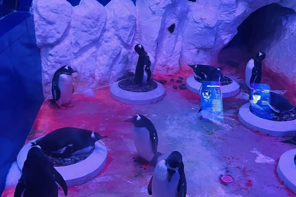 Ocean Seals
