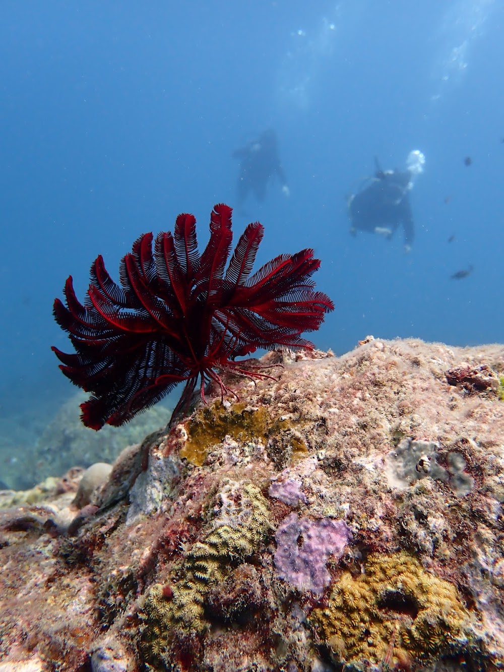 Oceanic Divecenter