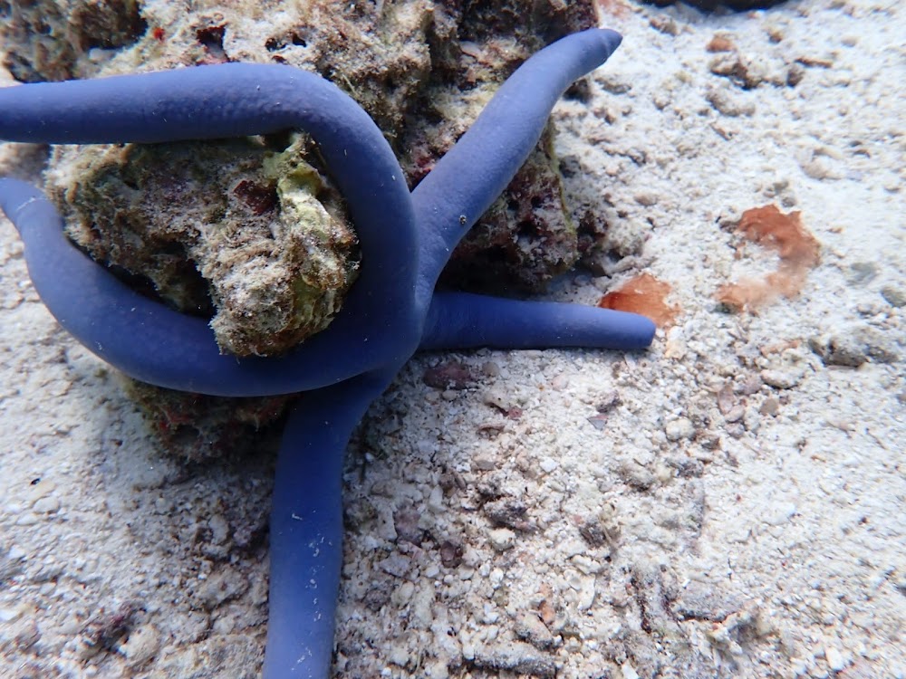Oceanic Divecenter