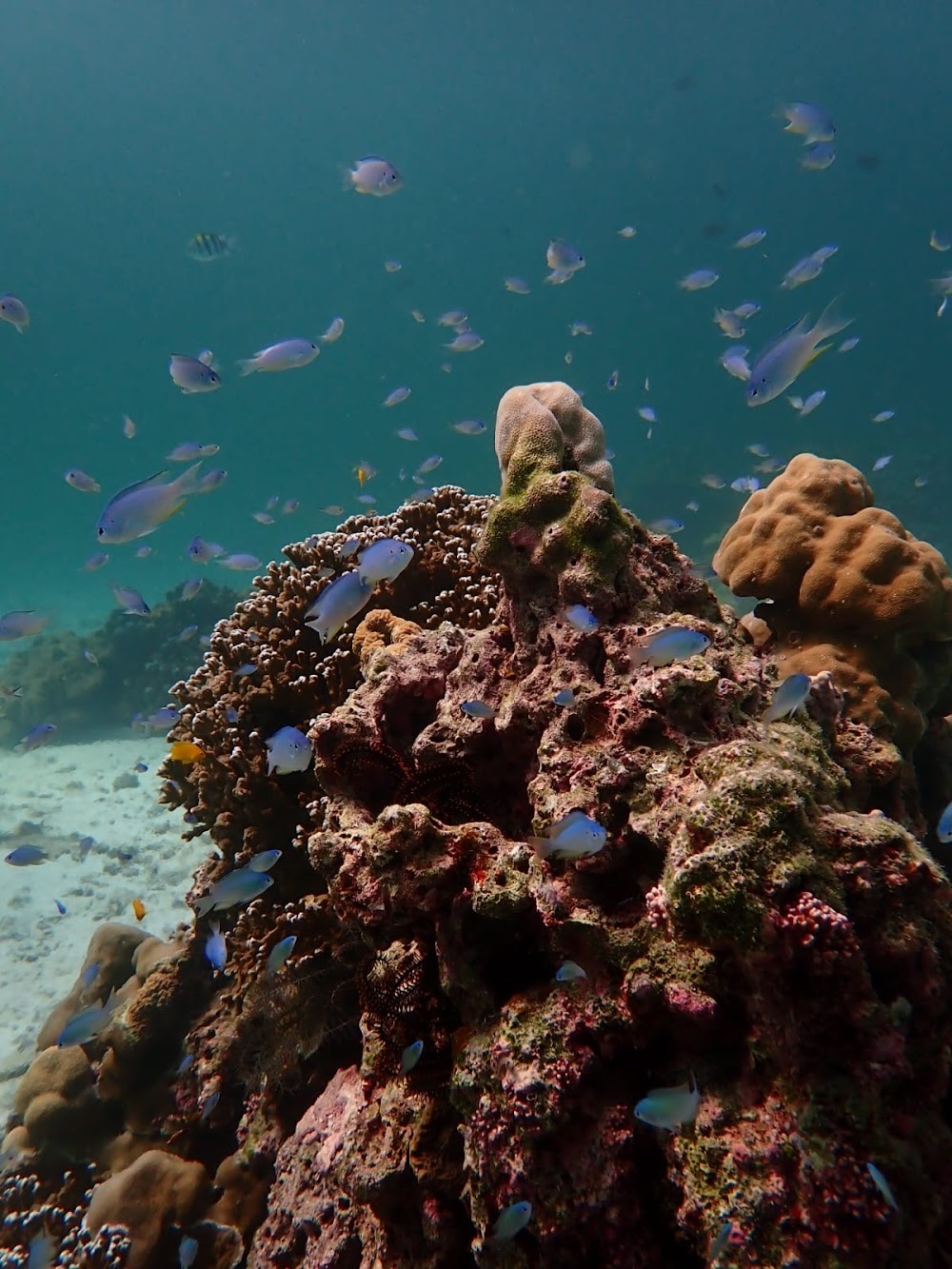 Oceanic Divecenter