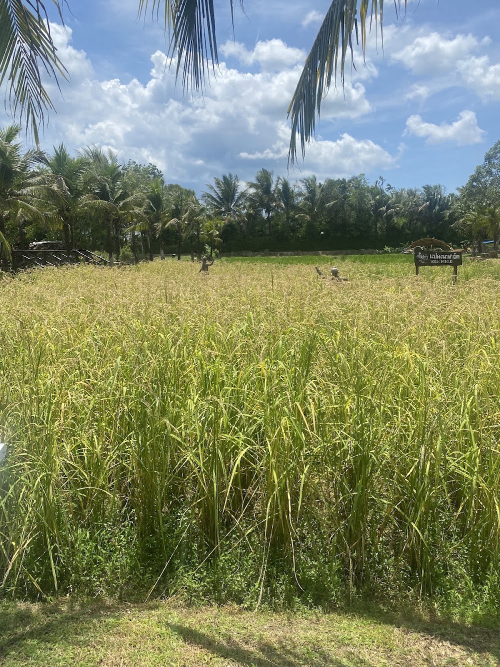 Old Phuket Farm