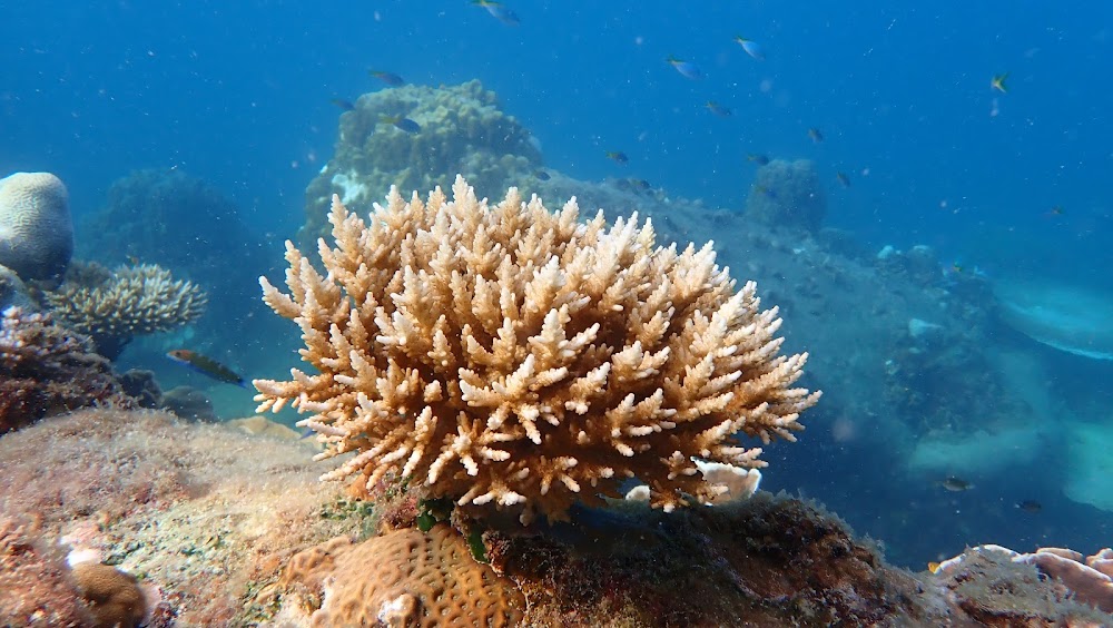 Oxygen Tour Koh Tao