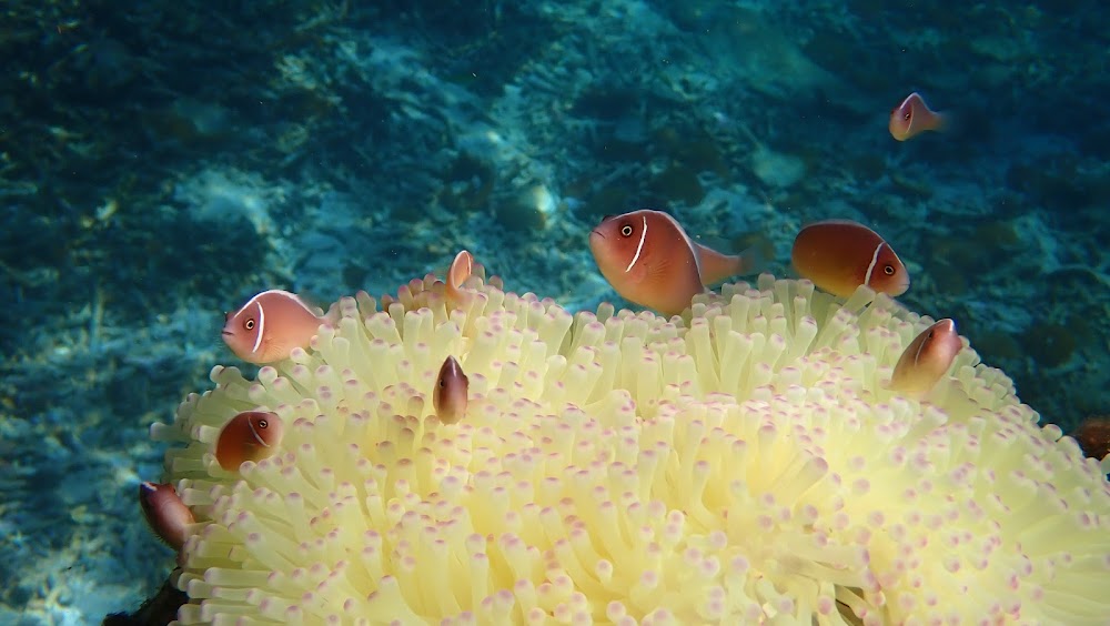 Oxygen Tour Koh Tao