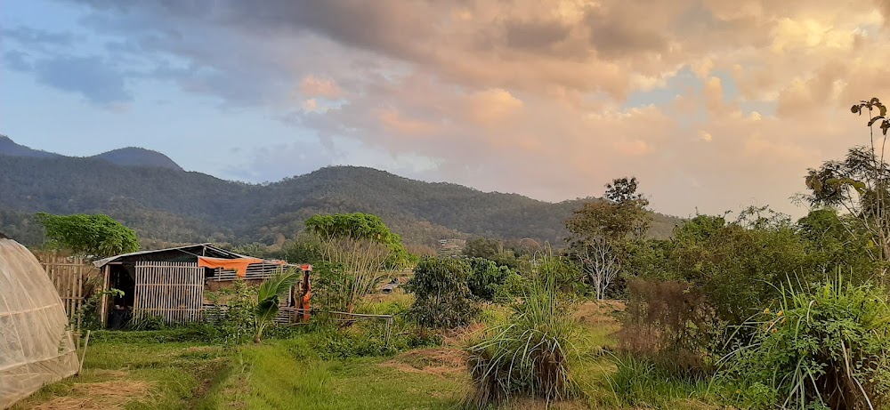 Pai Seedlings Foundation FARM