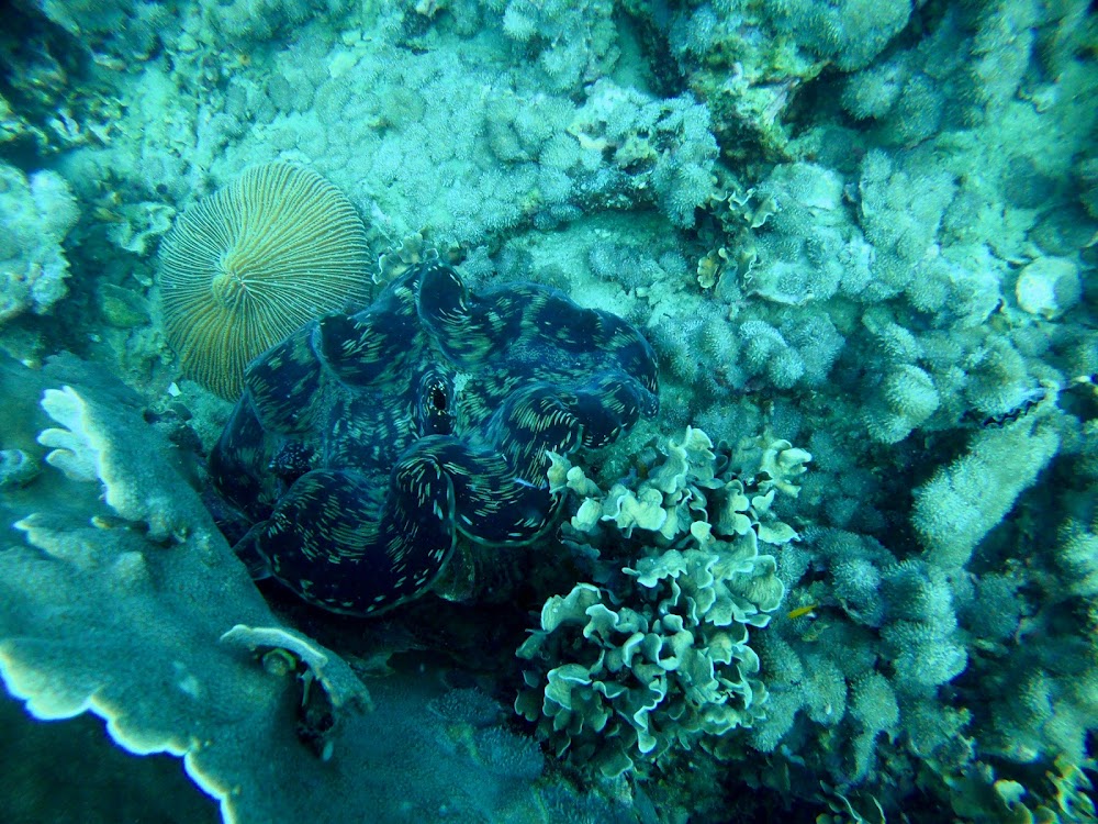 Paradise Divers Koh Kood
