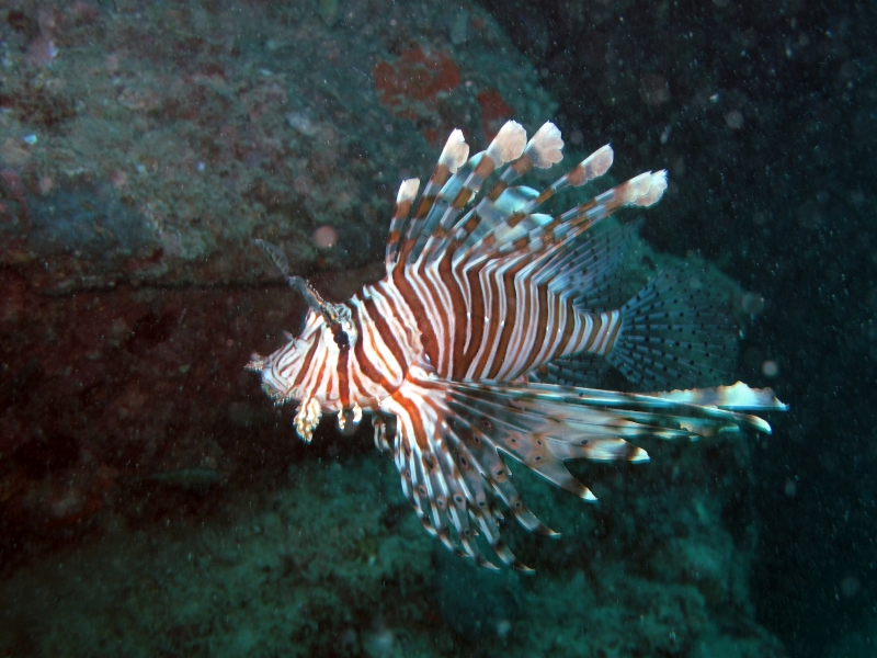 Paradise Diving Asia