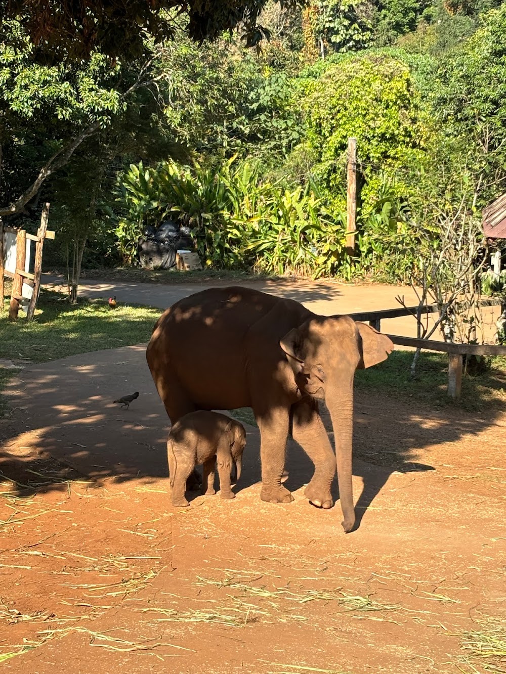 Patara Elephant Conservation