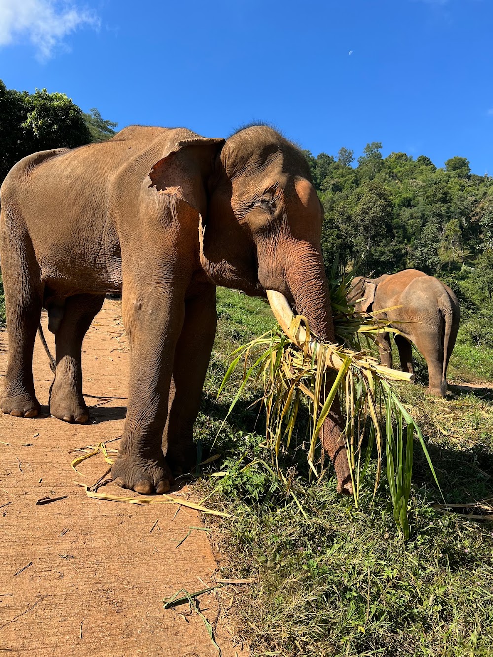 Patara Elephant Farm – Private Tours