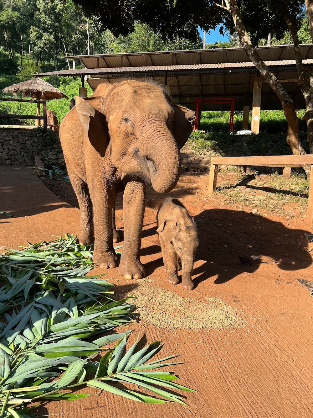 Patara Elephant Farm – Private Tours