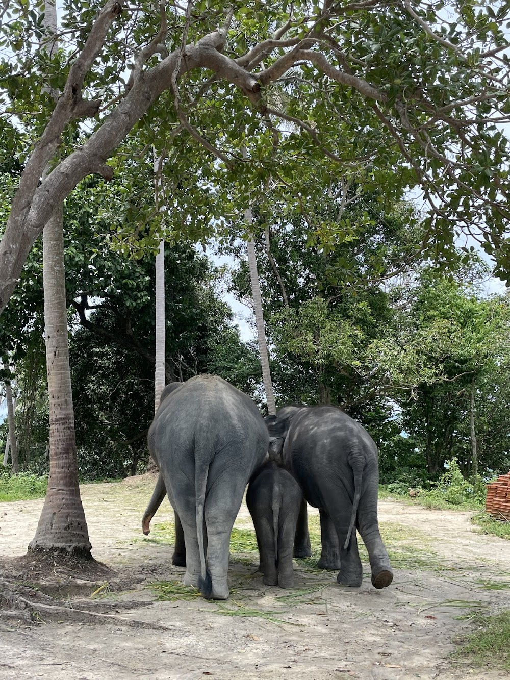 Patong Elephant Care