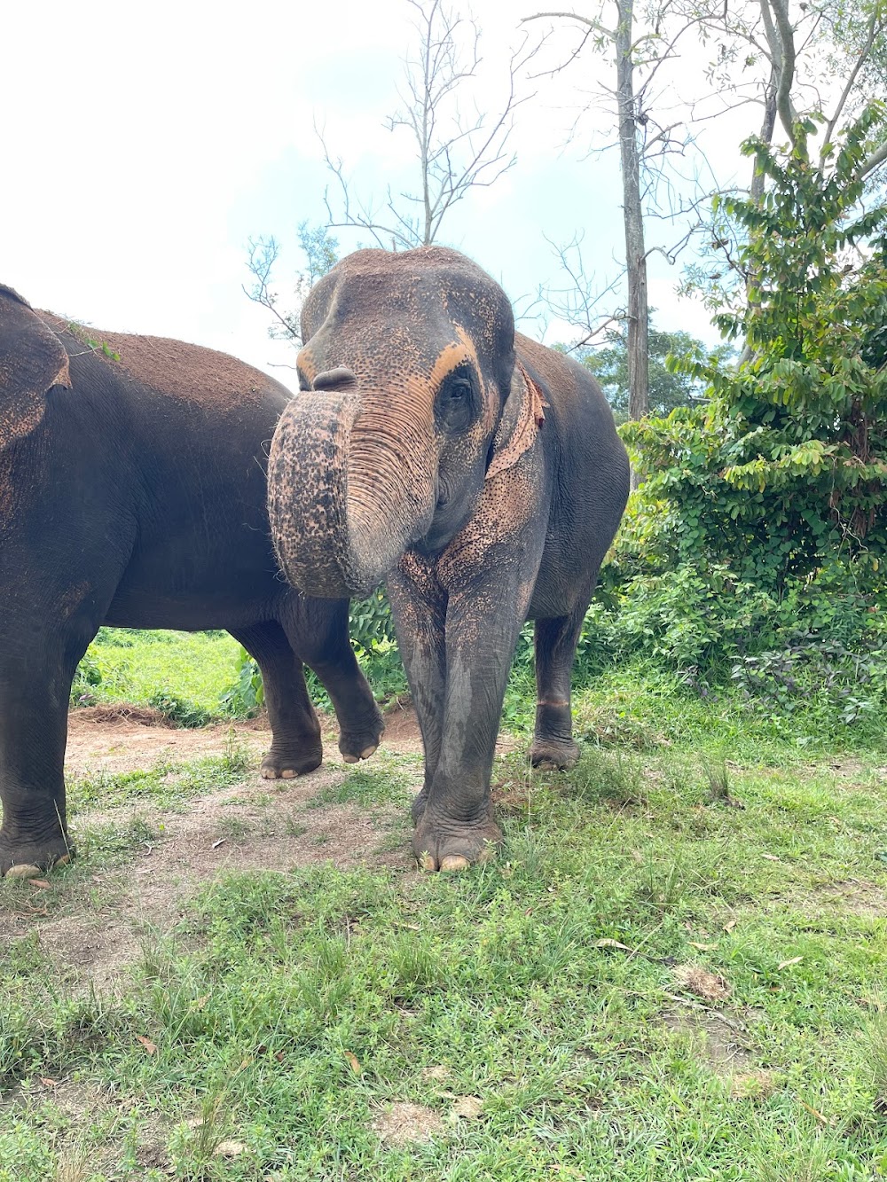 Phuket Eco Elephant Park