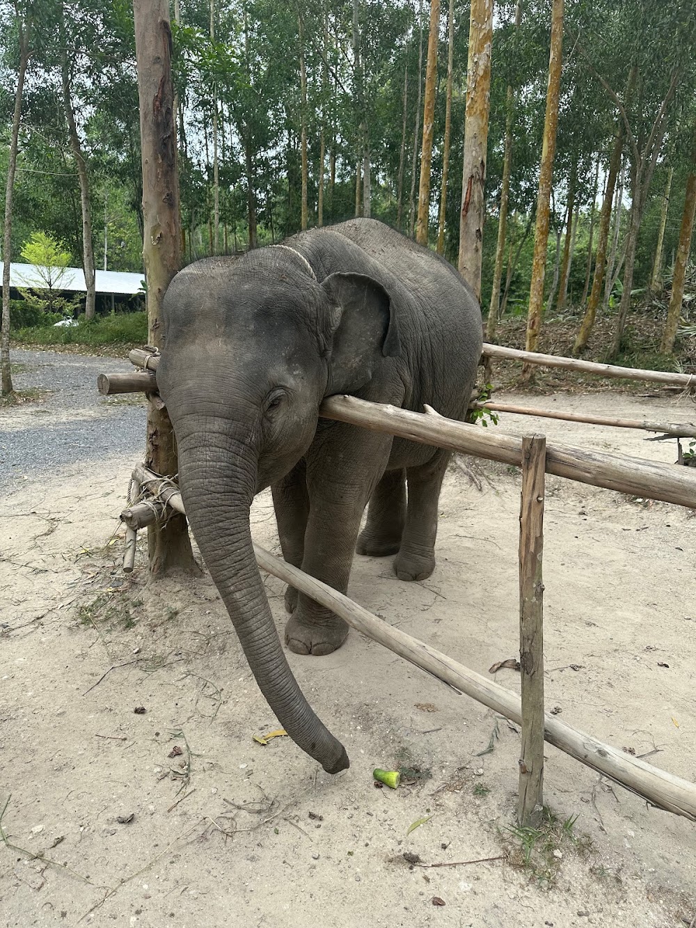 Phuket Eco Elephant Park