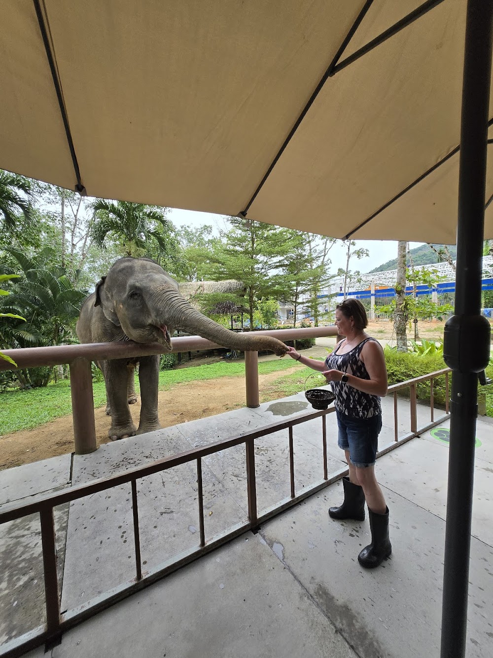 Phuket Elephant Care