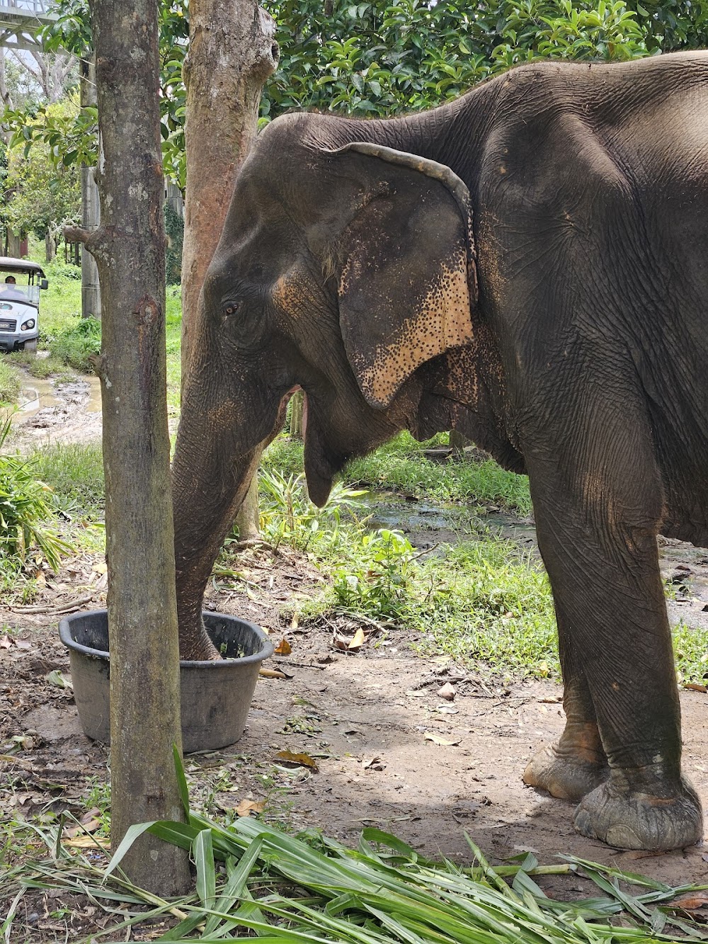 Phuket Elephant Care