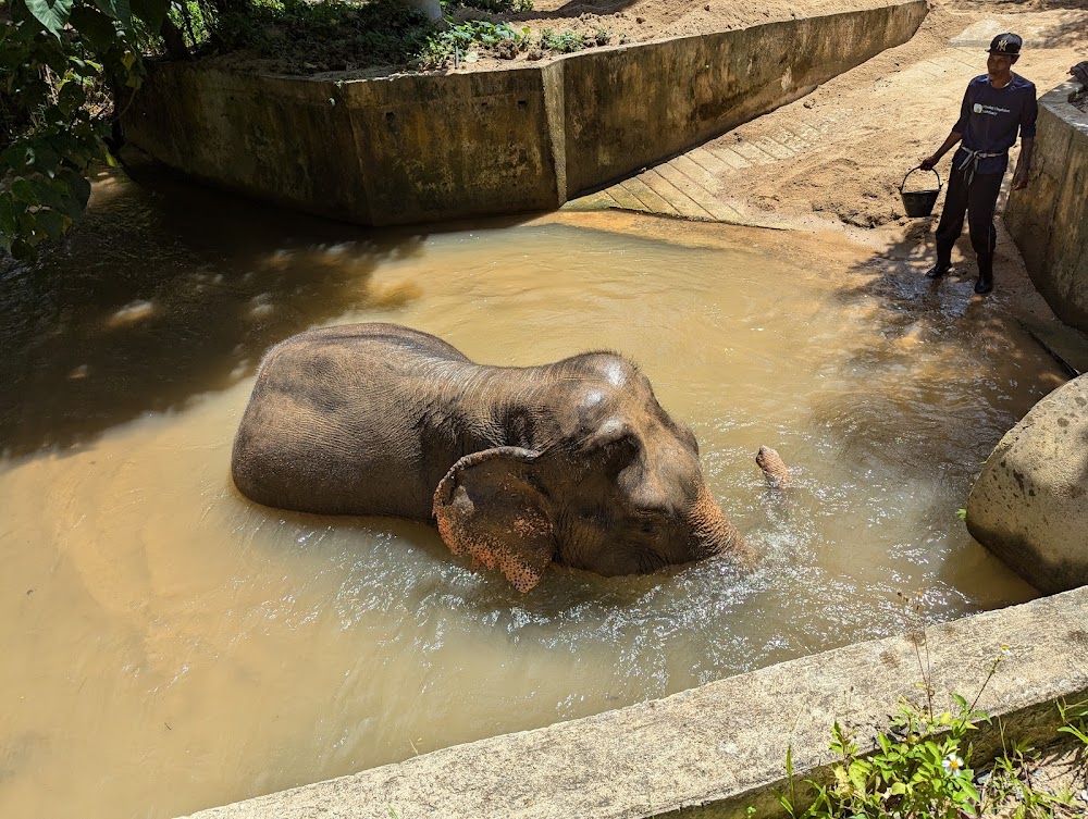 Phuket Elephant Care