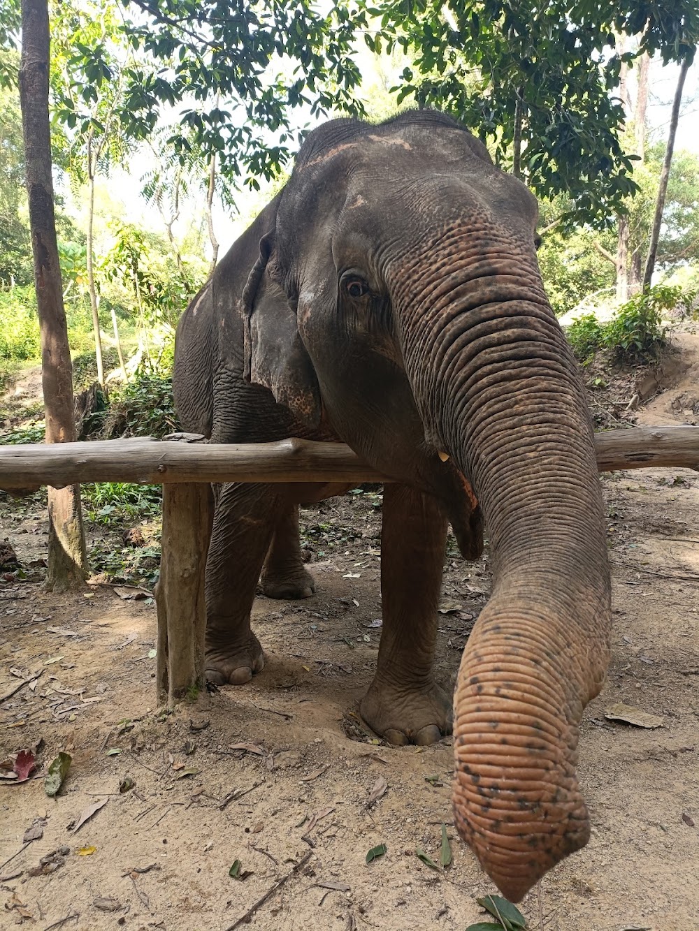 Phuket Elephant House Sanctuary